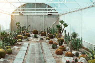 Kaktüs çiftliğinde birçok kaktüs bitkisi. Hobi olarak güzel kaktüs türlerinin yetiştirilmesi ve satılması. Seradaki sanayi kaktüsleri ve farklı türde kaktüsler satılık..