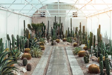 Kaktüs çiftliğinde birçok kaktüs bitkisi. Hobi olarak güzel kaktüs türlerinin yetiştirilmesi ve satılması. Seradaki sanayi kaktüsleri ve farklı türde kaktüsler satılık..