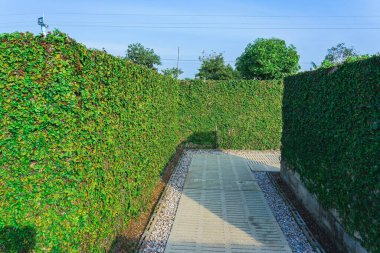 Sarmaşık bitkileri bahçedeki beton duvara tırmanıyor. İncir veya sürüngen inciri (Ficus Pumila). Pumila, doğal atmosfer yaratmak için duvara dikilmiş bir sarmaşıktır. Güzel Ficus pompa dokusu duvarı.