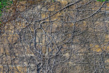 Sarmaşık bitkileri bahçedeki beton duvara tırmanıyor. İncir veya sürüngen inciri (Ficus Pumila). Pumila, doğal atmosfer yaratmak için duvara dikilmiş bir sarmaşıktır. Güzel Ficus pompa dokusu duvarı.
