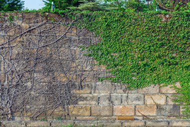 Sarmaşık bitkileri bahçedeki beton duvara tırmanıyor. İncir veya sürüngen inciri (Ficus Pumila). Pumila, doğal atmosfer yaratmak için duvara dikilmiş bir sarmaşıktır. Güzel Ficus pompa dokusu duvarı.