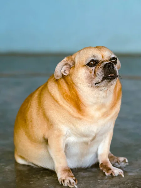 Tlustý Hnědý Pes Sedí Před Dveřmi Čeká Jeho Majitel Vrátí — Stock fotografie