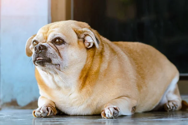 Fat brown old dog lying in front of the door and waiting for his owner to come home. Lonely cute dog lies on cement floor and looks sad eyes. Lazy dog napping. Lifestyle of elderly pet at home concept