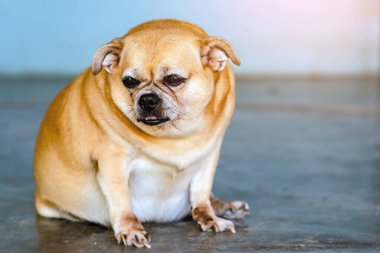 Fat brown old dog sit in front of the door and waiting for his owner to come home. Lonely cute dog resting on cement floor and looks sad eyes. Lazy dog relaxing. Lifestyle of elderly pet at home. clipart