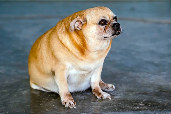 Fat Brown Old Dog Sit Front Door Waiting His Owner — Stock Photo, Image