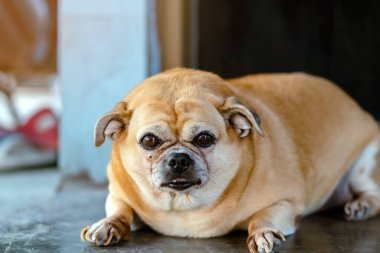 Şişko kahverengi köpek kapının önünde yatıp sahibinin eve gelmesini bekliyor. Yalnız sevimli köpek çimento zeminde yatıyor ve üzgün görünüyor. Tembel köpek uykusu. Ev hayvanı olarak yaşlıların yaşam tarzı