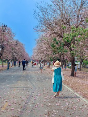 NAKHON PATHOM -THAILAND, 15 Mart 2023: Kimliği belirsiz turistler, Chompu Pantip Yolu 'ndaki pembe yol gibi çiçek açan ve yere düşen güzel pembe trompet ağacıyla fotoğraf çekmeye geliyorlar..