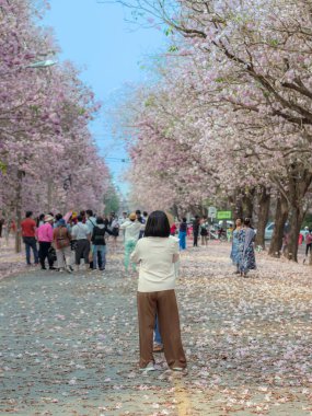 NAKHON PATHOM -THAILAND, 15 Mart 2023: Kimliği belirsiz turistler, Chompu Pantip Yolu 'ndaki pembe yol gibi çiçek açan ve yere düşen güzel pembe trompet ağacıyla fotoğraf çekmeye geliyorlar..