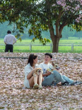 NAKHON PATHOM -THAILAND, 15 Mart 2023: Kimliği belirsiz turistler, Chompu Pantip Yolu 'ndaki pembe yol gibi çiçek açan ve yere düşen güzel pembe trompet ağacıyla fotoğraf çekmeye geliyorlar..