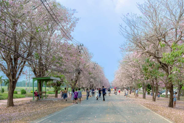 NAKHON PATHOM -THAILAND, 15 Mart 2023: Kimliği belirsiz turistler, Chompu Pantip Yolu 'ndaki pembe yol gibi çiçek açan ve yere düşen güzel pembe trompet ağacıyla fotoğraf çekmeye geliyorlar..