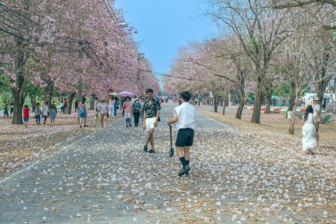 NAKHON PATHOM -THAILAND, 15 Mart 2023: Kimliği belirsiz turistler, Chompu Pantip Yolu 'ndaki pembe yol gibi çiçek açan ve yere düşen güzel pembe trompet ağacıyla fotoğraf çekmeye geliyorlar..