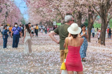 NAKHON PATHOM -THAILAND, 15 Mart 2023: Kimliği belirsiz turistler, Chompu Pantip Yolu 'ndaki pembe yol gibi çiçek açan ve yere düşen güzel pembe trompet ağacıyla fotoğraf çekmeye geliyorlar..
