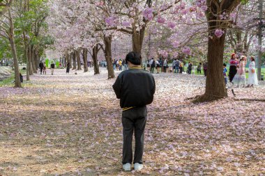 NAKHON PATHOM -THAILAND, 15 Mart 2023: Kimliği belirsiz turistler, Chompu Pantip Yolu 'ndaki pembe yol gibi çiçek açan ve yere düşen güzel pembe trompet ağacıyla fotoğraf çekmeye geliyorlar..