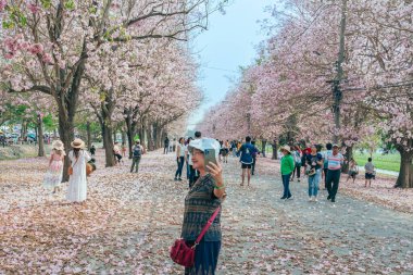 NAKHON PATHOM -THAILAND, 15 Mart 2023: Kimliği belirsiz turistler, Chompu Pantip Yolu 'ndaki pembe yol gibi çiçek açan ve yere düşen güzel pembe trompet ağacıyla fotoğraf çekmeye geliyorlar..