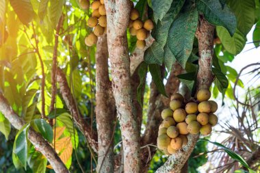 Ağaç dalında Longkong veya Lansium paraziti (duku meyvesi). Duku, Mahogany familyasının Güneydoğu Asya 'da yetişen bir ağaç türüdür. Tropik meyve ağacı.