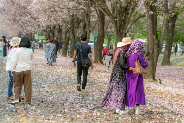 stock image NAKHON PATHOM -THAILAND, MARCH 15 ,2023 : Unidentified Tourists come to visit and take photo with beautiful pink trumpet tree blooming and falling on ground like the pink road at Chompu Pantip Road.