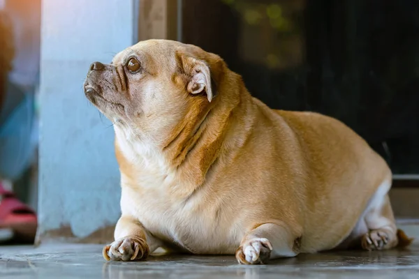 Χοντρό Καφέ Γέρικο Σκυλί Που Κείτεται Μπροστά Στην Πόρτα Και — Φωτογραφία Αρχείου