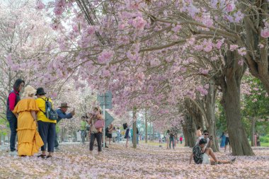 NAKHON PATHOM -THAILAND, 15 Mart 2023: Kimliği belirsiz turistler, Chompu Pantip Yolu 'ndaki pembe yol gibi çiçek açan ve yere düşen güzel pembe trompet ağacıyla fotoğraf çekmeye geliyorlar..