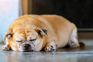 Şişko kahverengi köpek kapının önünde yatıp sahibinin eve gelmesini bekliyor. Yalnız sevimli köpek çimento zeminde yatıyor ve üzgün görünüyor. Tembel köpek uykusu. Ev hayvanı olarak yaşlıların yaşam tarzı