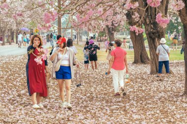 NAKHON PATHOM -THAILAND, 15 Mart 2023: Kimliği belirsiz turistler, Chompu Pantip Yolu 'ndaki pembe yol gibi çiçek açan ve yere düşen güzel pembe trompet ağacıyla fotoğraf çekmeye geliyorlar..