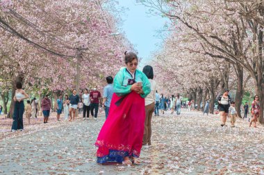 NAKHON PATHOM -THAILAND, 15 Mart 2023: Kimliği belirsiz turistler, Chompu Pantip Yolu 'ndaki pembe yol gibi çiçek açan ve yere düşen güzel pembe trompet ağacıyla fotoğraf çekmeye geliyorlar..