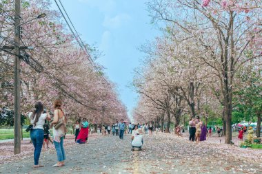NAKHON PATHOM -THAILAND, 15 Mart 2023: Kimliği belirsiz turistler, Chompu Pantip Yolu 'ndaki pembe yol gibi çiçek açan ve yere düşen güzel pembe trompet ağacıyla fotoğraf çekmeye geliyorlar..