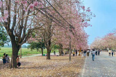 NAKHON PATHOM -THAILAND, 15 Mart 2023: Kimliği belirsiz turistler, Chompu Pantip Yolu 'ndaki pembe yol gibi çiçek açan ve yere düşen güzel pembe trompet ağacıyla fotoğraf çekmeye geliyorlar..