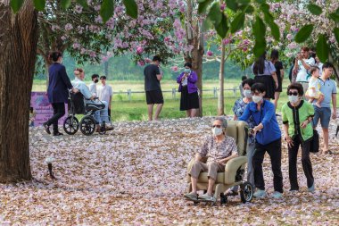 NAKHON PATHOM -THAILAND, 15 Mart 2023: Kimliği belirsiz turistler, Chompu Pantip Yolu 'ndaki pembe yol gibi çiçek açan ve yere düşen güzel pembe trompet ağacıyla fotoğraf çekmeye geliyorlar..
