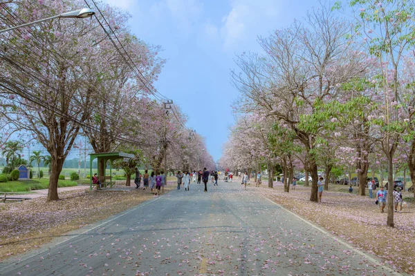 日本パットム 2023年3月15日 未確認観光客が訪問し 美しいピンクのトランペットの木が咲き Chompu Pantip Roadのピンクの道のように地面に落ちて写真を撮る — ストック写真