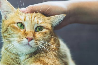 Kedi arka planda genç bir kadının eliyle kanepede uzanıyor. Oturma odasındaki kanepede dinlenen kızıl bir kedi. Şirin pofuduk kedi kanepede yatıyor. Yeşil gözlü ve uzun kahverengi saçlı tekir kedicik..