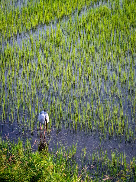 Белый Аист Ciconia Ciconia Охотится Рисовом Поле Азиатский Openbill Аист — стоковое фото