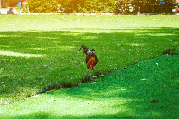 庭の人工的な緑の芝生の近くに美しい国内の赤い鶏が立って放牧 鶏は草の上を歩く 緑の草のための編採餌 牧草地で自由に放牧 — ストック写真