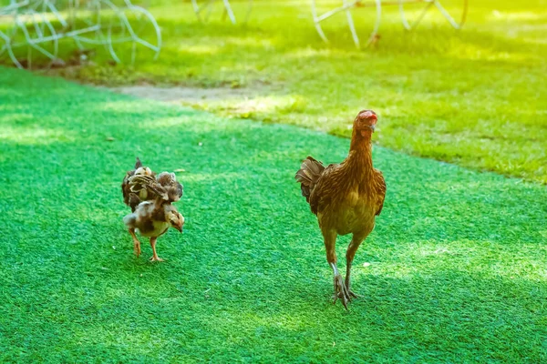 Beautiful Domestic Chickens Standing Grazing Artificial Green Grass Background Garden — Stock Photo, Image