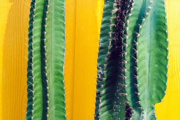 Sluiten Tot Mooie Groene Cactus Met Doorn Felgele Achtergrond Prachtige — Stockfoto