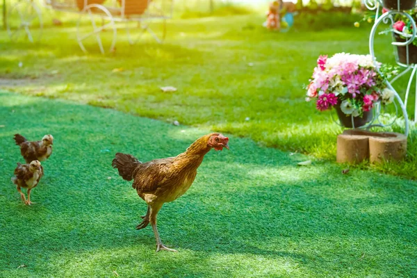 Beautiful domestic chickens standing and grazing on the artificial green grass background in the garden. Chickens walk on fake grass. Hen foraging for food green grass. Freely grazing on a meadow.