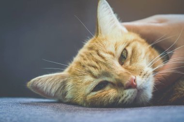 Kedi arka planda genç bir kadının eliyle kanepede uzanıyor. Oturma odasındaki kanepede dinlenen kızıl bir kedi. Şirin pofuduk kedi kanepede yatıyor. Yeşil gözlü ve uzun kahverengi saçlı tekir kedicik..