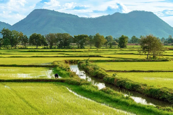 Asiatischer Männlicher Bauer Mit Einem Wunderschönen Blick Auf Die Reisfelder — Stockfoto