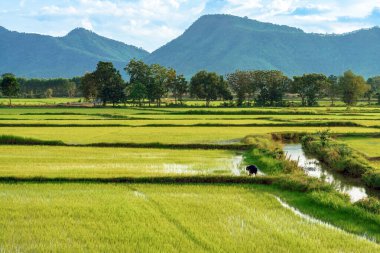Asyalı erkek çiftçi güzel bir manzara ile pirinç tarlalarını doğal görüyor ve akşam gökyüzünde dağlarla sulama yapıyor. Pirinç tarlasında çalışan çiftçinin orta mesafe görüntüsü.