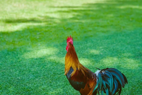 Beautiful Domestic Red Rooster Standing Grazing Artificial Green Grass Background — Stock Photo, Image