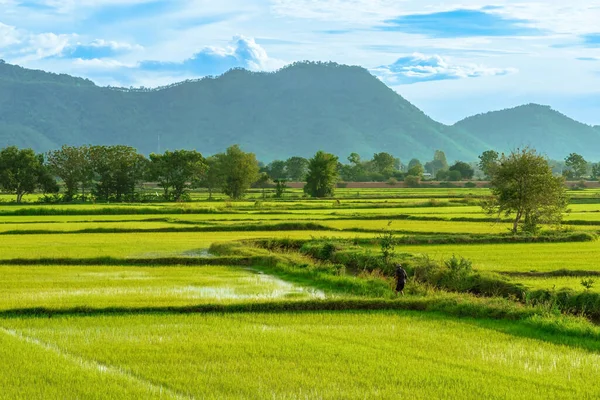 Asiatischer Männlicher Bauer Mit Einem Wunderschönen Blick Auf Die Reisfelder — Stockfoto