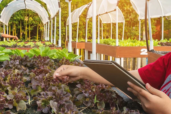 Рука Жінки Фермера Доглядає Перевіряє Якість Салатного Вирощування Овочів Цифровою — стокове фото