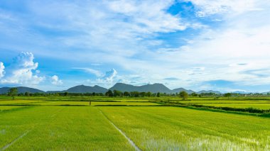 Asyalı erkek çiftçi güzel bir manzara ile pirinç tarlalarını doğal görüyor ve akşam gökyüzünde dağlarla sulama yapıyor. Pirinç tarlasında çalışan çiftçinin orta mesafe görüntüsü.