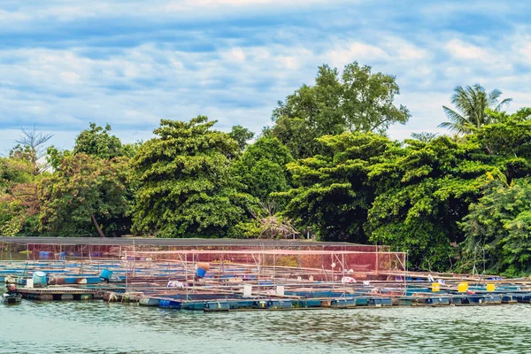 Kanchanaburi Thailand August 2019 Schöne Szenerie Mit Fischkäfigen Aus Tilapia — Stockfoto
