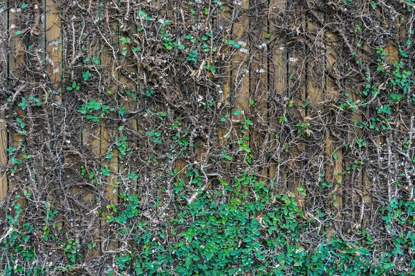 Kletternde Feige Oder Kriechfeige Ficus Pumila Kriechen Die Efeupflanzen Betonmauern — Stockfoto