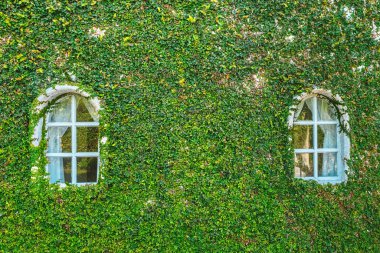 İncir ya da incir ağacına tırmanan sarmaşık bitkileri beton ev duvarına tırmanıyor. Pumila, duvardaki doğal atmosfer yaratmak için sarmaşık bitkisidir. Güzel Ficus pumila dokusu dış duvar.