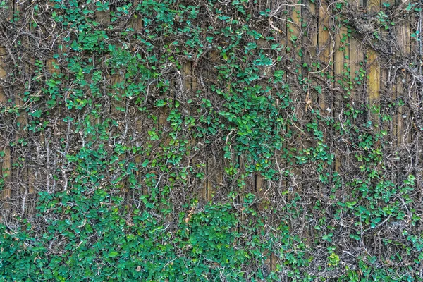Klimvijg Kruipende Vijg Ficus Pumila Klimplanten Kruipen Betonnen Muur Tuin — Stockfoto