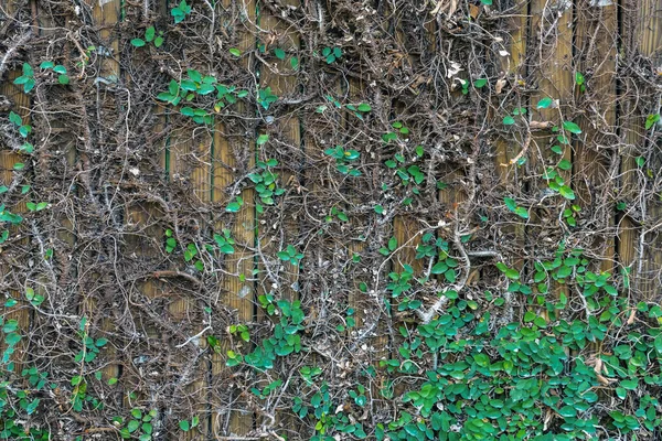 Kletternde Feige Oder Kriechfeige Ficus Pumila Kriechen Die Efeupflanzen Betonmauern — Stockfoto