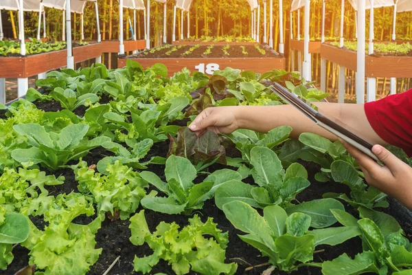 Hand of woman farmer care and check growth quality salad vegetable with digital tablet in vegetable garden at greenhouse. Smart farming with technology. Agriculture technology concept, Smart farmer.