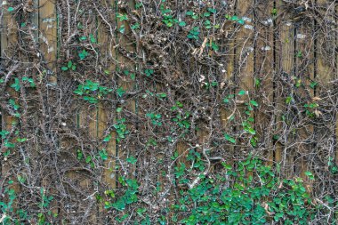 Sarmaşık bitkileri bahçedeki beton duvara tırmanıyor. İncir veya sürüngen inciri (Ficus Pumila). Pumila, doğal atmosfer yaratmak için duvara dikilmiş bir sarmaşıktır. Güzel Ficus pompa dokusu duvarı.