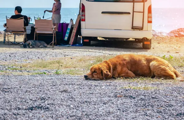 Kahverengi Köpek Kumlu Sahilde Dinleniyor Arka Planda Turist Kamp Minibüsü — Stok fotoğraf